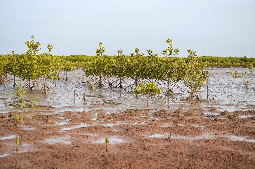 Mangroves in Casamance Copie
